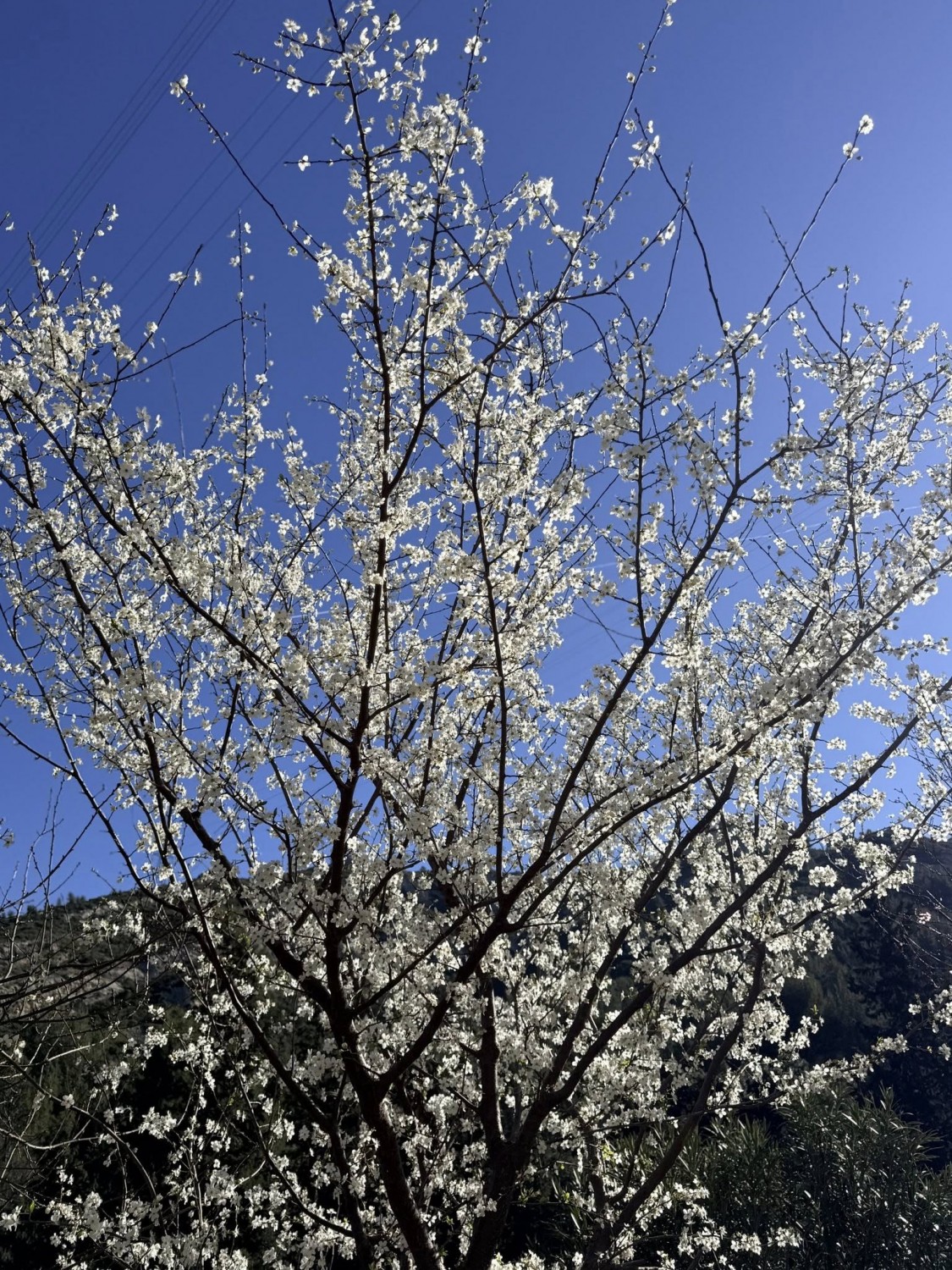 CÉLÉBRATION DE LA 1ÈRE PLEINE LUNE DE I'AN 08/03/2026